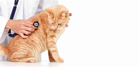 Some cancers can cause secondary changes in the blood stream that will give us a clue that a dog or cat may have a certain type of cancer. My cat has cancer. What should I do next? | Healthcare for ...