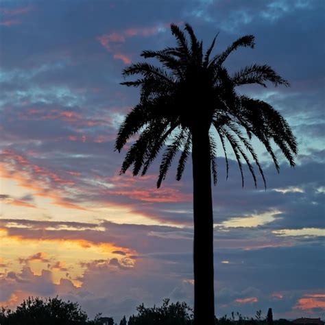 Premium Photo Palm Tree Silhouettes At Sunset