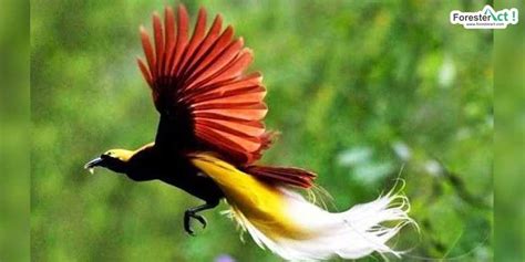 Burung Cendrawasih Bird Of Paradise