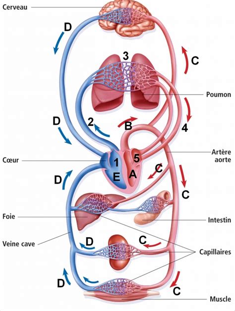 Ce2 Cm1 Cm2 de l École Payen Bacquet Pelves Circulation sang