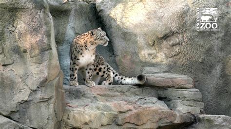 Snow Leopards Explore Their Improved Space Cincinnati Zoo Youtube