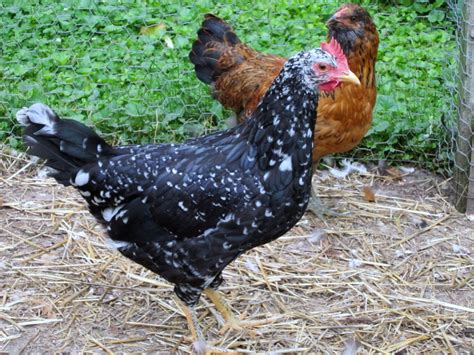 Ancona Backyard Chickens