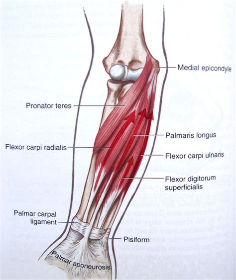 Tendons Arm Forearm Muscle Anatomy Wrist Anatomy Muscle Anatomy