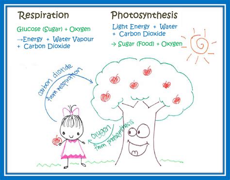 Respiration And Photosynthesis Isun Academic Coaching Tuition Novena