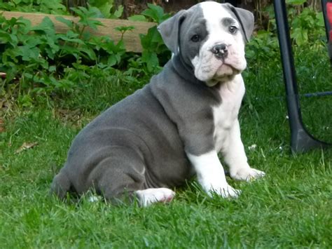 Blue Olde English Bulldog Male Ready Now | English bulldog ...