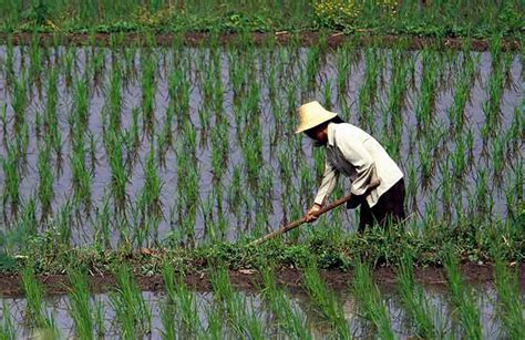 Southeast Asia Satellite Data For Rice Cultivation