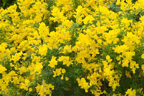 When this bush starts to bloom, it produces a profusion of pink flowers along with a flood of yellow flowers that the burning bush is nondescript through the spring and summer, but in autumn, its leaves turn a bright. Genista x spachiana in flower | Plant & Flower Stock ...