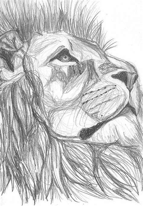 Lion Sketch Animal Sketches Animal Drawings Drawing Animals