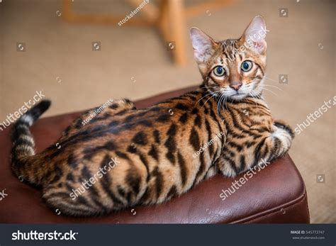 Orange Striped Toyger Cat Lying On Stock Photo 545773747 Shutterstock