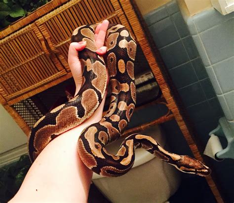 Ball Pythons Ball Python Python Ball