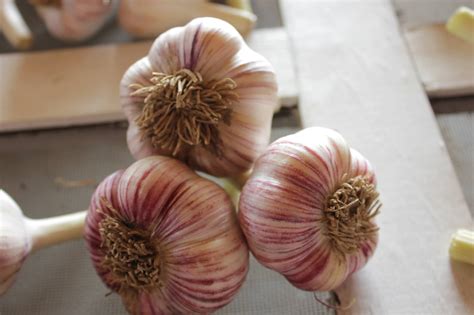 20pcs giant garlic seeds heirloom organic bulb seed home garden vegetable seed. Purchasing Local Garlic Seed - with guest author Jerry ...