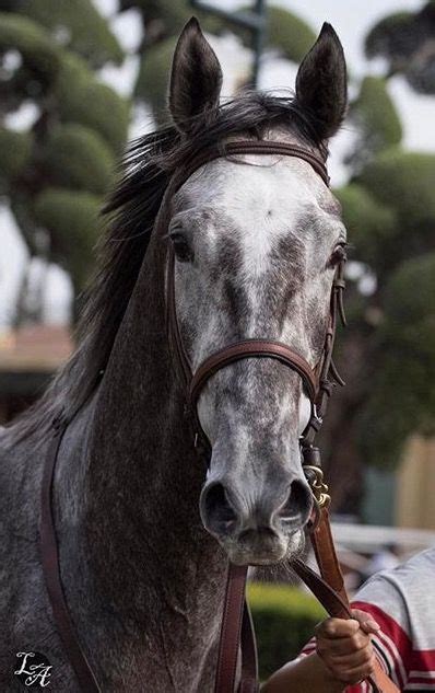 Unique Bella Horses Thoroughbred Horse Beautiful Horse Pictures