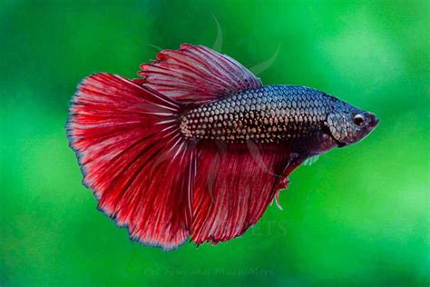 Betta Miracle Pets International Sri Lanka