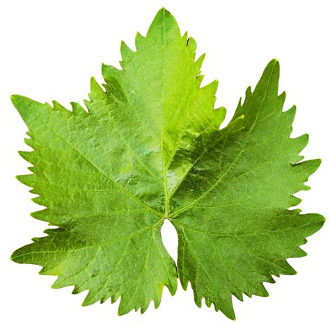 Green Leaves Png Transparent Background Free Download 38615