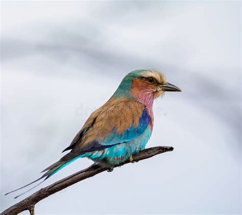 Lilac Breasted Roller Stock Image Image Of Cream Animal 146245989