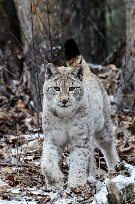 Fur color varies by species, and ranges from tan to dark gray, with dark spots or stripes. white lynx | Animal totems, Animals, Nature animals