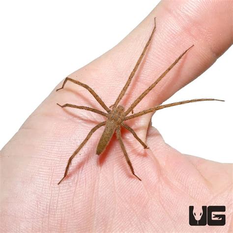 Slender Nursery Web Spiders Pisaurina Undulata For Sale Underground