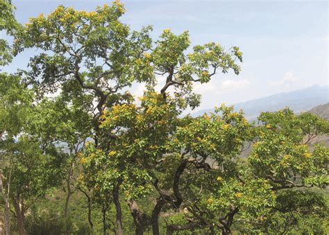 Pterocarpus Marsupium Roxb Species