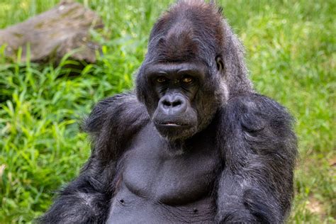 Afrika Büyük Maymunları, Önümüzdeki 30 Yılda Erim Alanlarını Büyük