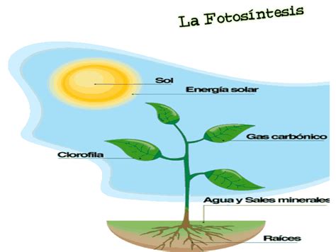 Dibujo Del Proceso De La Fotosintesis Imagui