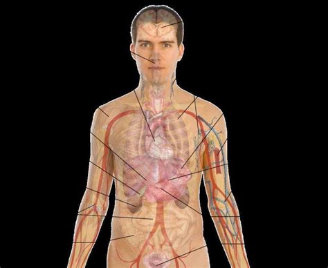Internal Organs Body Including Heart Lungs Learn Location Of Human Body