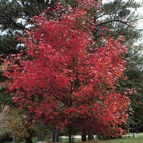 Red Maple October Glory Acer Rubrum My Garden Life