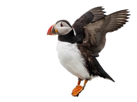 Single Puffin Png Image Png Mart