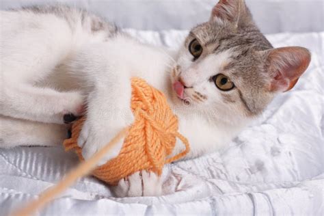 Cat And Yarn Stock Photo Image Of Curious Playing Paws 16377988