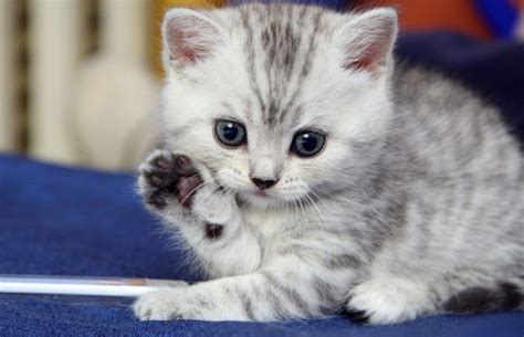 Animals Waving Goodbye 4 Kitten Kittens Cutest Cute Cats And Kittens