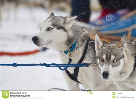 Dog Sled Race Siberian Husky Stock Photography Image