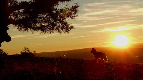 Hintergrundbilder Tiere Sonnenuntergang Hunde