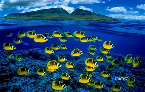 Wallpaper Sea Fish Bing Images For Desktop Section природа Download