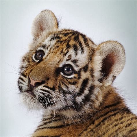 Funny Animals Zone Cute Baby Tigers 2012 Pictures