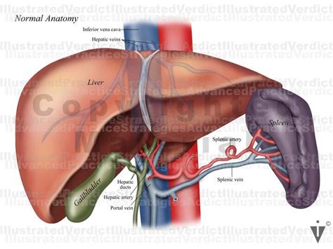 Stock Spleen Normal Anatomy — Illustrated Verdict