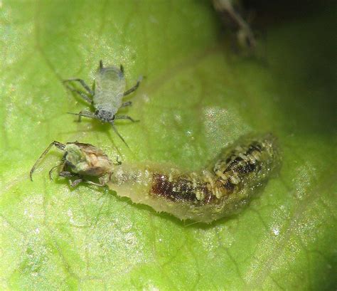 Biological Control Pest Aphid Insects Agent Larva Larvae Agents