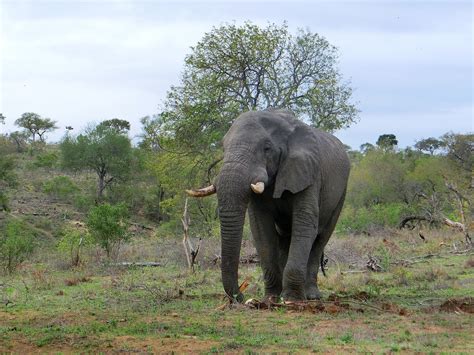 I Love To Travel South Africa Roundtrip Day Krüger National Park and Elephant Sanctuary
