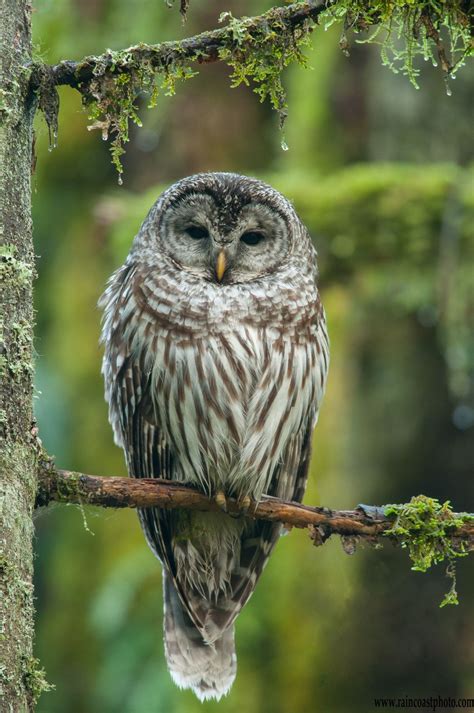 Barred Owl In Coastal Forest Barred Owl Owl Pictures Pet Birds