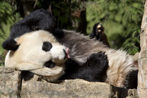 Pregnant Panda National Zoo Detects Possible Fetus Wtop News