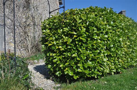 Plants Blog Prunus laurocerasus 'Cherry Laurel'