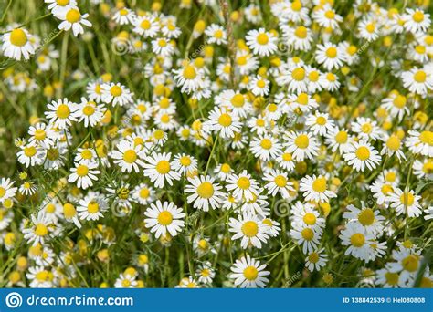 Chamomile Flowering In Summer Field Camomile Chamomile Flowering In