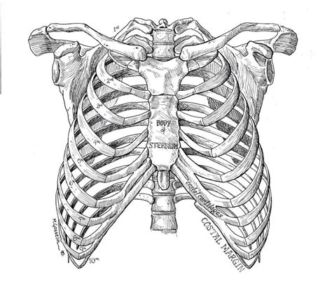 Ribcage Anatomy Sketches Anatomy Drawing Art Sketches Art Drawings