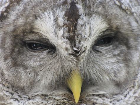 Review Of The Science Directly Related To The Effects Of Barred Owls O