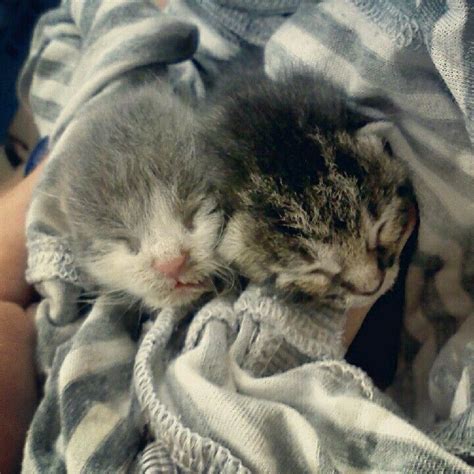 Newborn Kittens Babies Adorable Cute Animals My