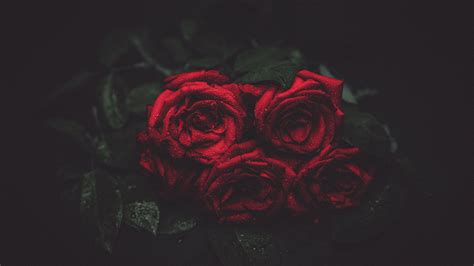 Black Red Rose Wallpapers Top Free Black Red Rose Backgrounds