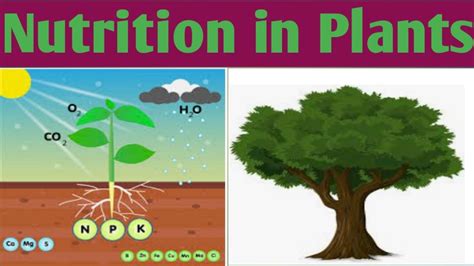 Nutrition In Plants Remedial Biologyunit 4 B Pharm 1 Year Youtube