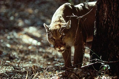 Cougar Sighting Reported In New Canaan Thursday