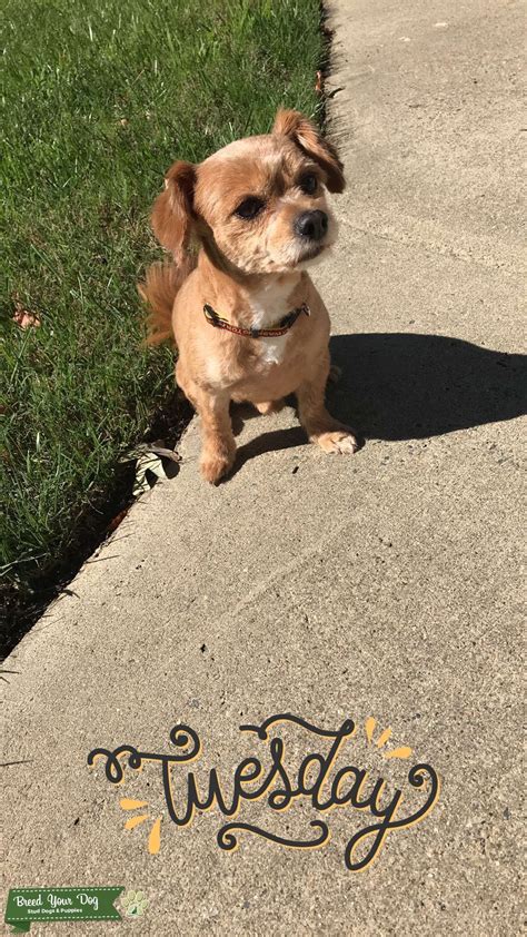 Miniature and toy poodles are two sizes. Stud Dog - Long Haired Chihuahua Toy Poodle Mix - Breed ...