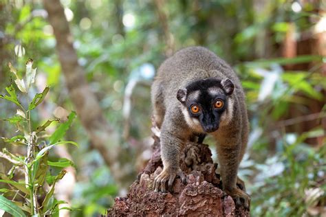 Common Brown Lemur Eulemur Fulvus Madagascar Wildlife Animal