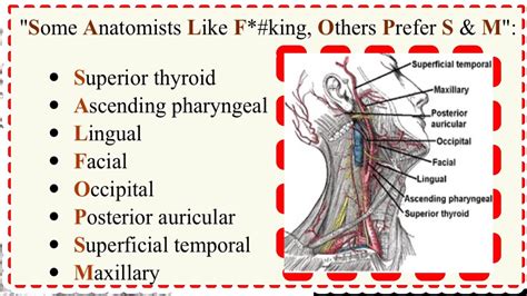 Easy Mnemonics For External Carotid Artery Branches Anatomy Mnemonics Hot Sex Picture