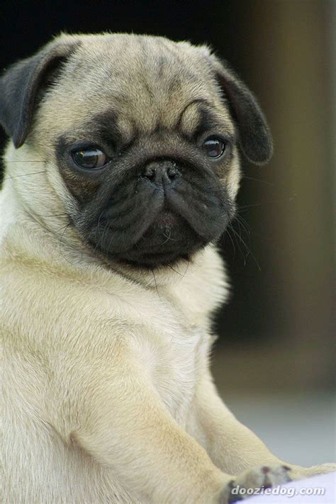 Dogs And Cats Breed Pug Puppy Picture Dogs And Cats